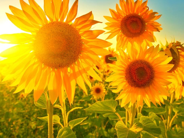 BeliceWeb.it - Perché il Girasole si Chiama Così?